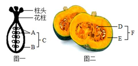 <p>南瓜属葫芦科植物&#xff0c;是一种营养丰富的食物。南瓜花金黄鲜艳&#xff0c;属于单性花&#xff08;一朵花中只有雄蕊或只有雌蕊&#xff09;&#xff0c;图一表示南瓜雌蕊结构示意图&#xff0c;图二表示南瓜果实纵切面结构示意图&#xff0c;下列有关叙述正确的是&#xff08;　　&#xff09;<span data-tex=""> </span></p>