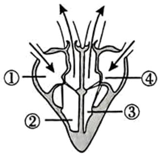 <p>8.如图是心脏结构及某时刻工作示意图，下列叙述错误的是(     )<span data-tex=""> </span></p>