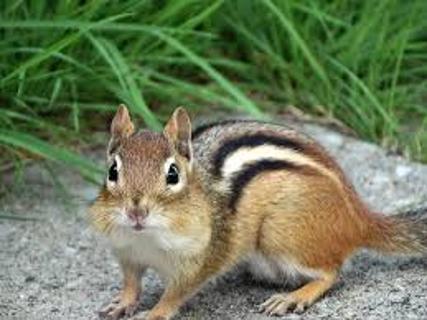 <p>Chipmunks have black ______.</p>