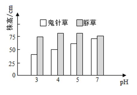 <p>实验小组模拟不同pH值酸雨对豚草和鬼针草生长的影响，结果如图。叙述正确的是（　　）</p>