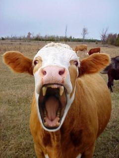 <p>What is the name of this animal?</p>