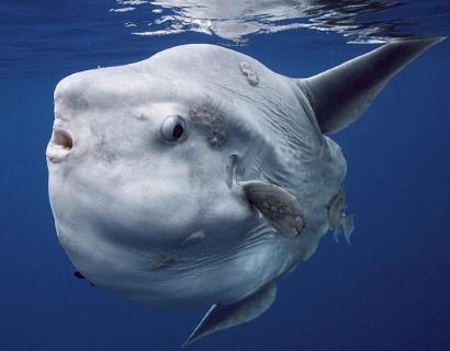 <p>What is the name of this fish?</p>