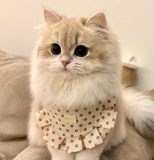 <p>猫&#xff08;māo&#xff09;对应的英文是&#xff1f;</p>