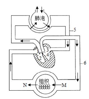 <p>23.吸烟不仅会对人体的呼吸系统造成损伤，而且会影响人体的循环系统。如图所示，下列说法正确的是（       ）<span data-tex=""> </span></p>