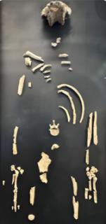 <p><strong>人类从哪里来？尽管历史扑朔迷离，但科学的发展正在为此勾画出日益清晰的轮廓。关于人类起源和发展，下列说法正确的是(　　)</strong><span data-tex=""> </span></p>