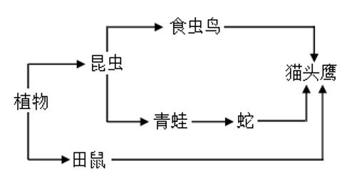 <p>广西的十万大山建立有国家级自然保护区&#xff0c;保护区内有多种多样的生物。下图是其生态系统中的部分食物网简图。据图分析&#xff0c;下列叙述正确的是&#xff08;    &#xff09;  <span data-tex=""> </span></p>