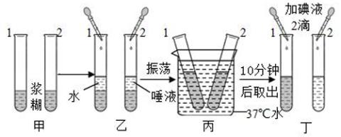 <p>下列关于“探究馒头在口腔中的变化”实验的描述，不正确的是（ ）</p>