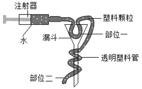 <p>17.生物社团的同学们利用漏斗、透明塑料管、注射器、大小相同的塑料颗粒等材料制作了肾单位模型（如图所示）。下列对此模型的说法错误的是（       ）<span data-tex=""> </span></p>