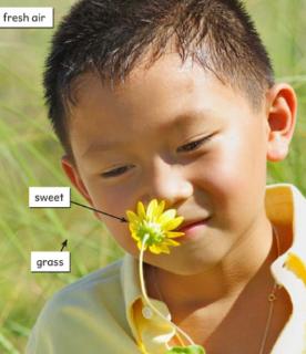 <p>You are walking near a bakery. Which sense will help you realise where the bread smell is coming from?</p>