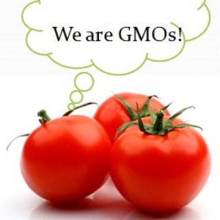 GMO is totally different from natural food.