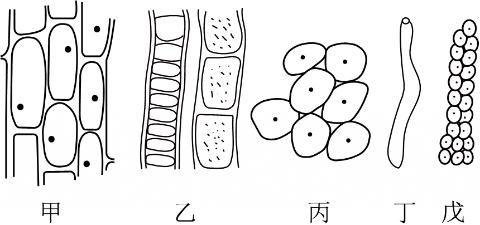 <p>小阳在学习了植物的基本组织后，尝试用图中4种不同的组织分析生活中的一些现象，其中对应正确的是（　　）</p>