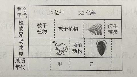 <p>关于甲乙两个地质年代示意图，下列说法正确的是</p>