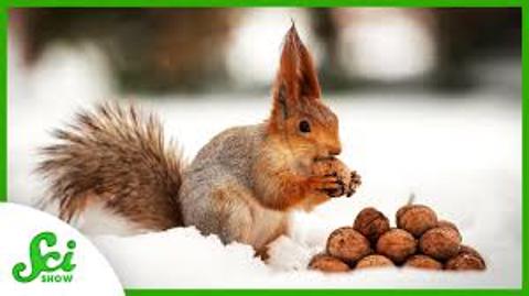 <p>To spend winter, some animals need to _______.</p>