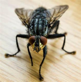 <p>What is the name of this animal?</p>