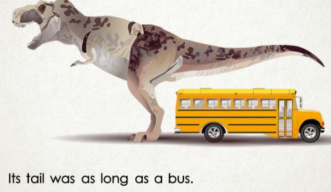 <p>How long is its tail?</p>