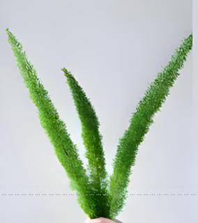 <p>这是什么叶？</p>