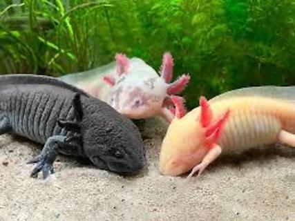 <p>Where does a Axolotl live?  美西螈住在哪里？</p>