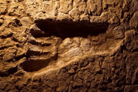 <p>In &#34;Fast human in history&#34;, who found the wetland with the footprints in 2003?</p>