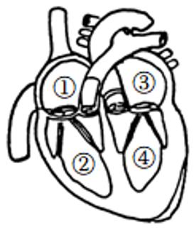 <p>24.如图是人体心脏结构示意图，①~④是心脏的四个腔。下列叙述正确的是（       ）<span data-tex=""> </span></p>