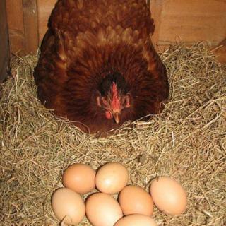 Hens can ____ eggs.