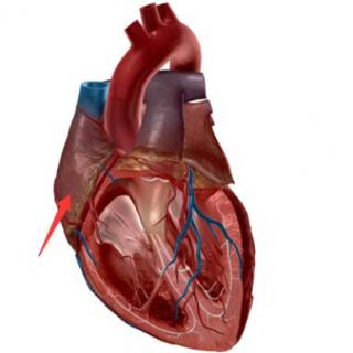 下图属于心脏的什么结构