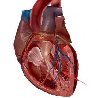 下图属于心脏的哪个结构