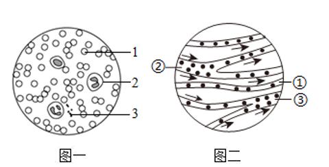 <p>图一是人血细胞示意图，图二是小鱼尾鳍内血液流动示意图。下列叙述正确的是（       ）</p>