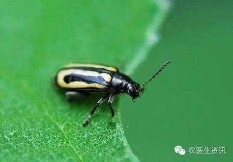 <p>大豆叶子发现很多此害虫&#xff0c;是&#xff08;   &#xff09;</p>