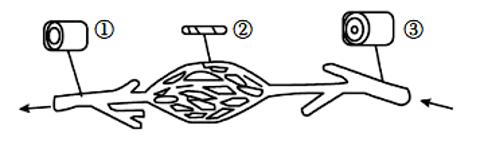 <p>如图为人体三种类型的血管及血液流动方向，关于这三种血管的描述正确的是</p>