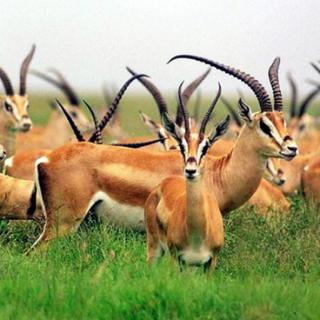 Antelopes live in_________