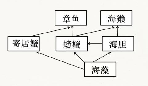 <p>在这张海岸食物网中，螃蟹遭到人类大量捕捞，短期内会发生的是？</p>