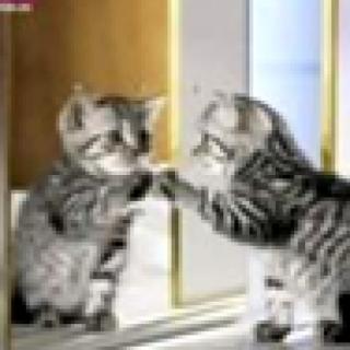<span>如图是小猫照镜子的情景。下列说法正确的是</span>