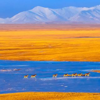 照片拍摄的是青藏高原，图中的主要地形是？