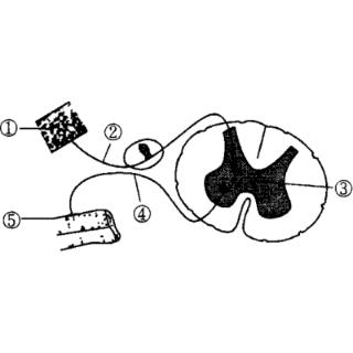 当你手不小心碰到了很烫的杯子．你会先缩手，该反射的途径是（按顺序）：