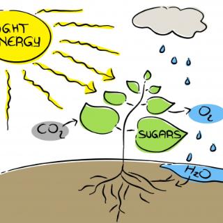 Photosynthesis is ________