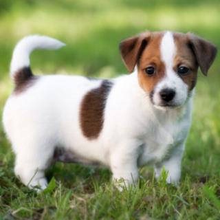 El _____ tiene 4 patas