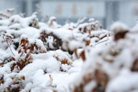 《好雪片片》课堂检测