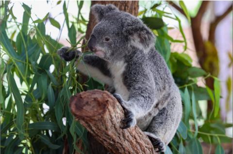 <p>What do koalas primarily eat?</p>