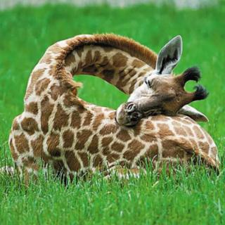What is the giraffe&nbsp;doing?