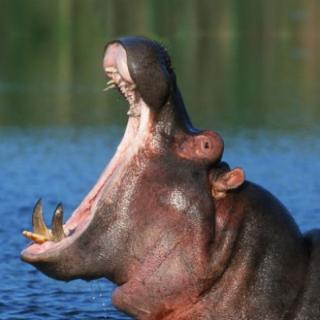 What is the hippo doing?