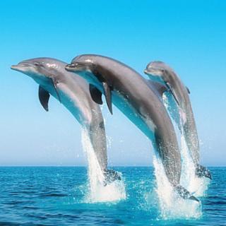 What are the dolphins doing?