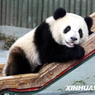 What's the little panda doing?