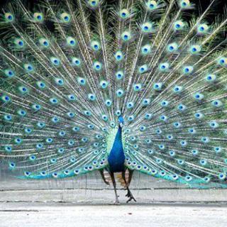 What is the peacock doing?