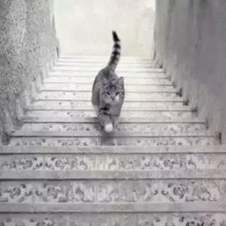 小猫在上楼还是下楼？