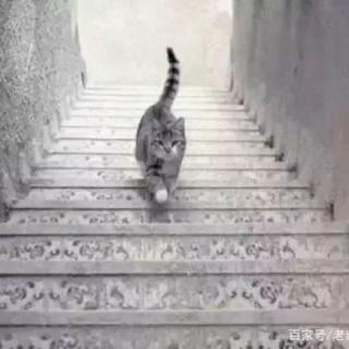 这只小猫到底是在上楼还是下楼？
