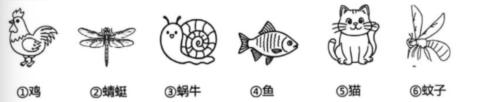 <p>以上六种动物，属于胎生动物的有（     ），属于脊椎动物的有（       ）。（填序号）</p>