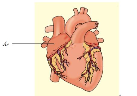 <p>What is chamber A? </p>