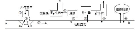 <p>18.人体是一个统一的整体，需要各个系统协调配合来完成各项生命活动。下图为人体部分生命活动示意图，①～⑨表示生理过程，a、b表示两种气体。下列说法正确的是（       ）<span data-tex=""> </span></p>