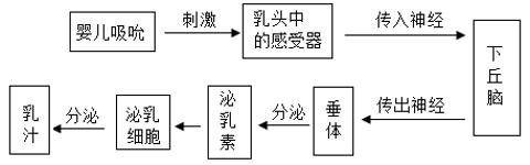 <p>乳腺是泌乳素（激素）的靶器官，排乳反射是指哺乳时，反射性地引起贮存在腺泡和乳腺导管内的乳汁迅速排出的过程。下列有关叙述错误的是</p>