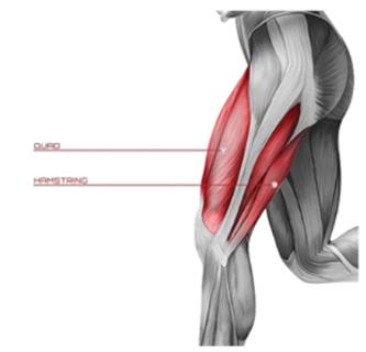 <p>图中人的两组大腿肌肉的功能是什么&#xff1f;</p>